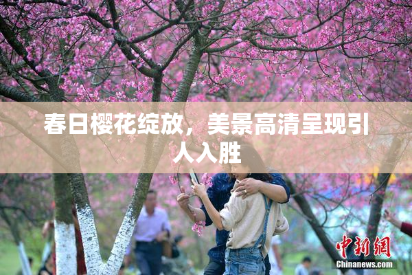 春日樱花绽放，美景高清呈现引人入胜