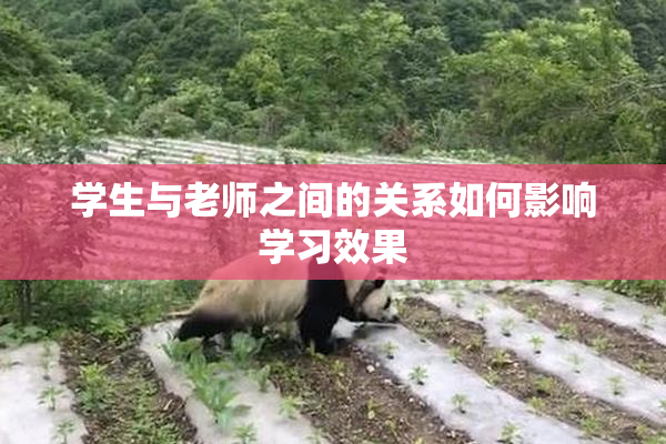 学生与老师之间的关系如何影响学习效果