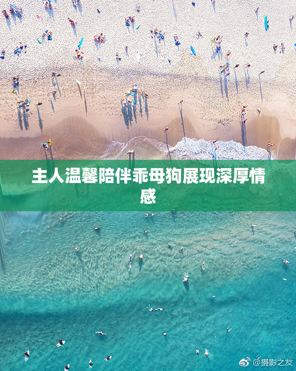 主人温馨陪伴乖母狗展现深厚情感