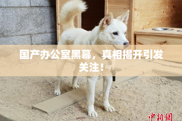国产办公室黑幕，真相揭开引发关注！