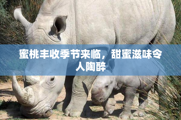 蜜桃丰收季节来临，甜蜜滋味令人陶醉