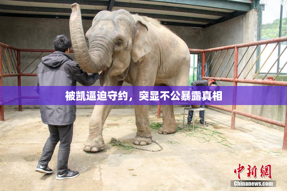 被凯逼迫守约，突显不公暴露真相