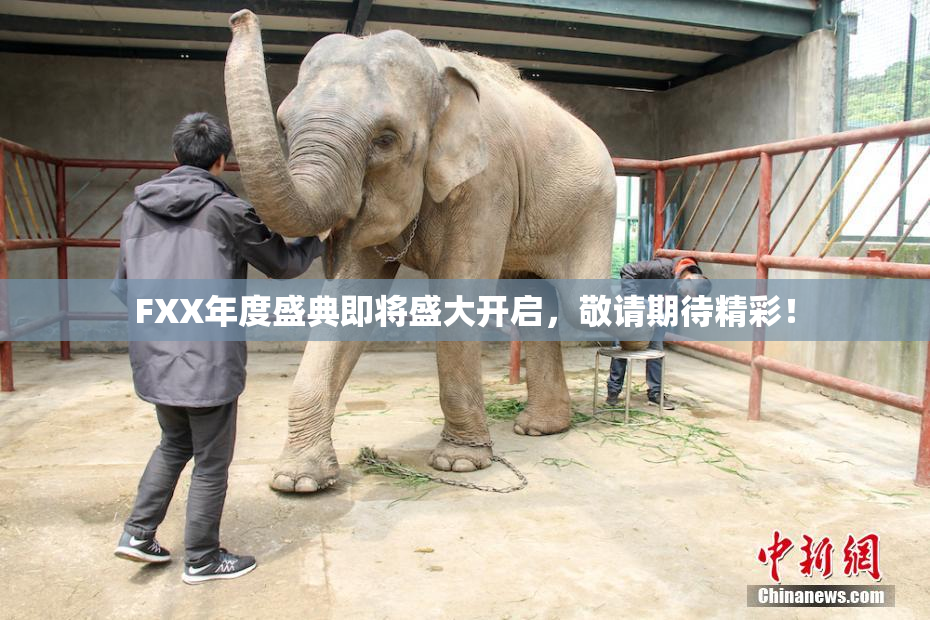 FXX年度盛典即将盛大开启，敬请期待精彩！