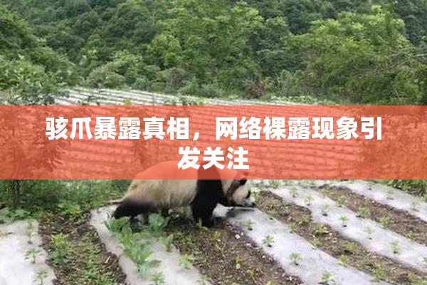 骇爪暴露真相，网络裸露现象引发关注