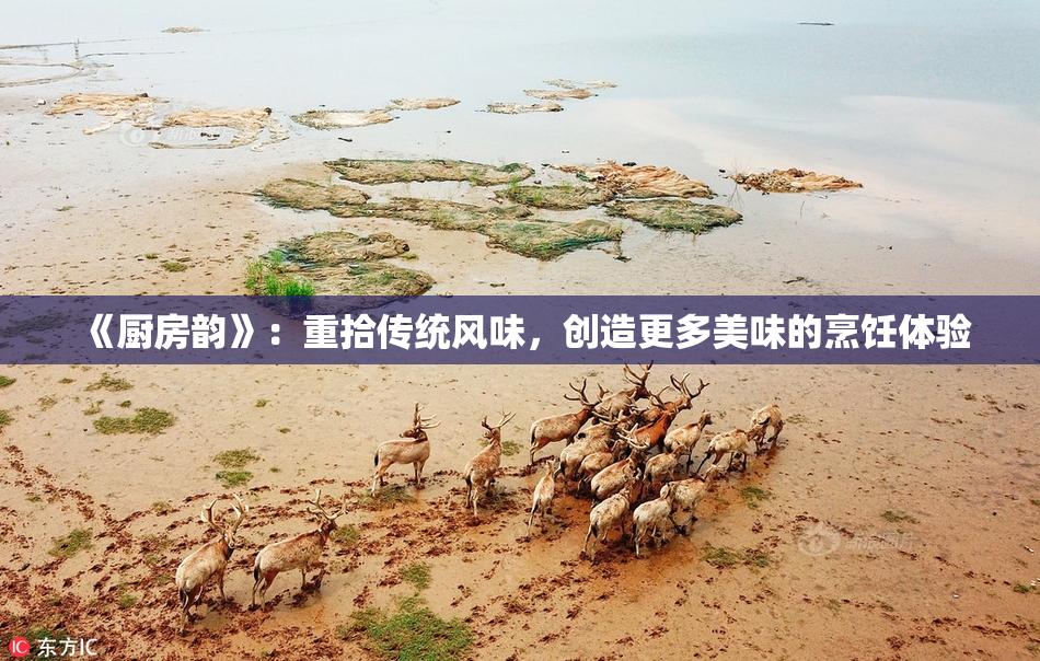 《厨房韵》：重拾传统风味，创造更多美味的烹饪体验