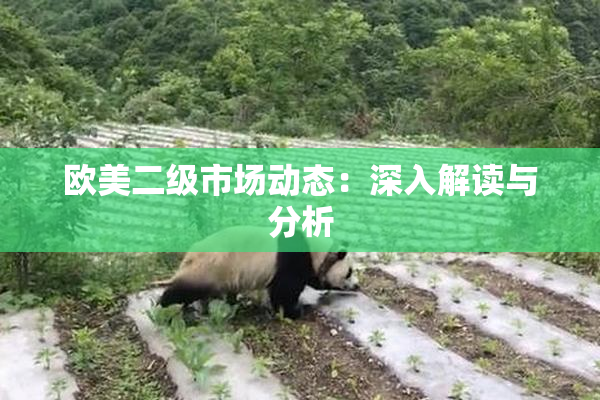 欧美二级市场动态：深入解读与分析