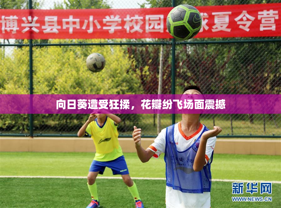 向日葵遭受狂揉，花瓣纷飞场面震撼