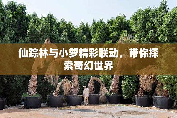 仙踪林与小箩精彩联动，带你探索奇幻世界