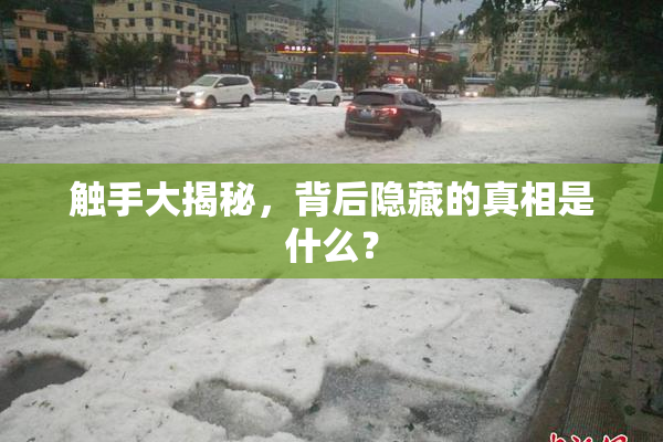 触手大揭秘，背后隐藏的真相是什么？