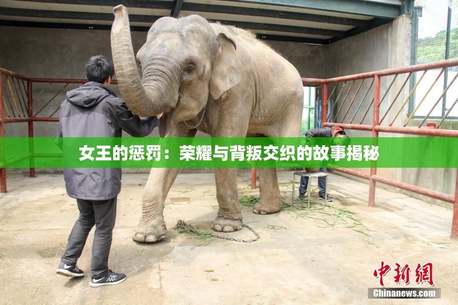 女王的惩罚：荣耀与背叛交织的故事揭秘