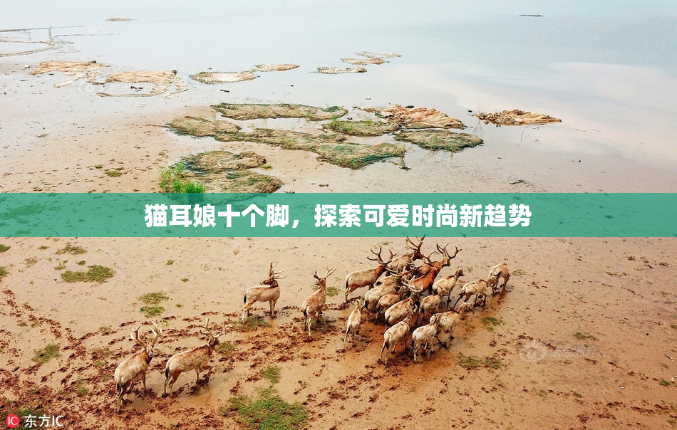 猫耳娘十个脚，探索可爱时尚新趋势