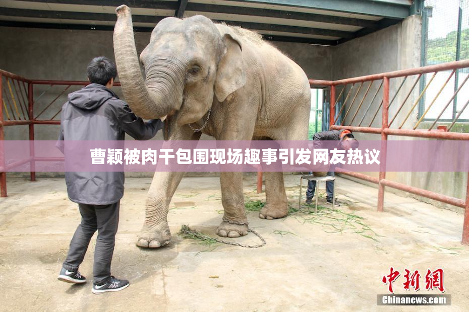 曹颖被肉干包围现场趣事引发网友热议