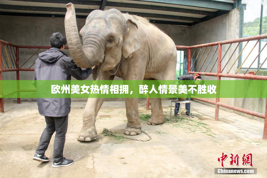 欧州美女热情相拥，醉人情景美不胜收