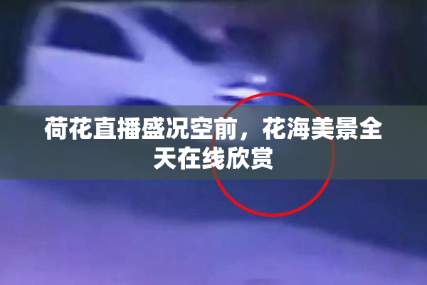 荷花直播盛况空前，花海美景全天在线欣赏