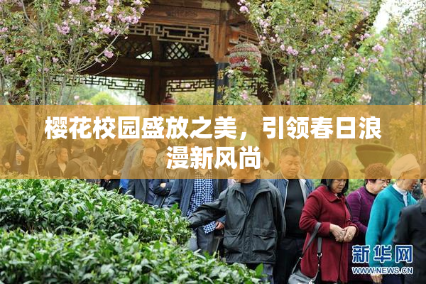 樱花校园盛放之美，引领春日浪漫新风尚