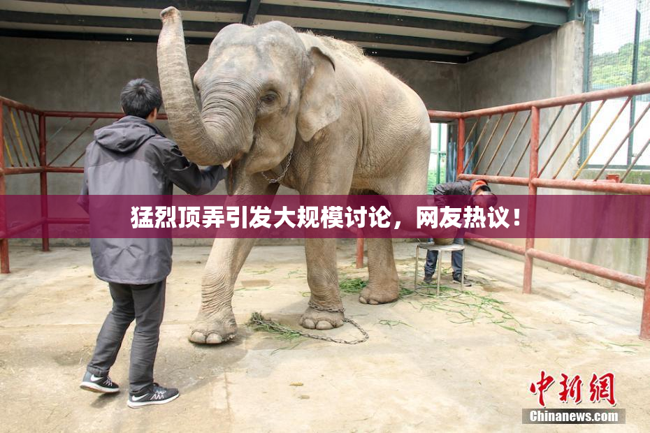 猛烈顶弄引发大规模讨论，网友热议！