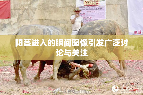 阳茎进入的瞬间图像引发广泛讨论与关注