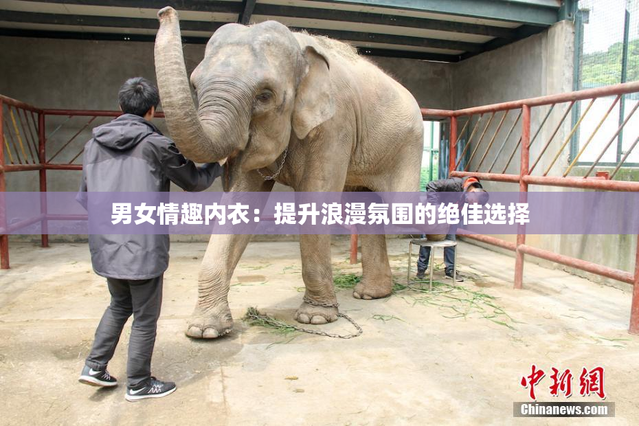 男女情趣内衣：提升浪漫氛围的绝佳选择