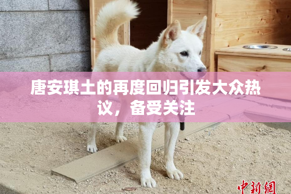 唐安琪土的再度回归引发大众热议，备受关注