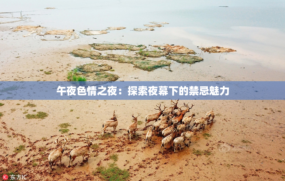 午夜色情之夜：探索夜幕下的禁忌魅力