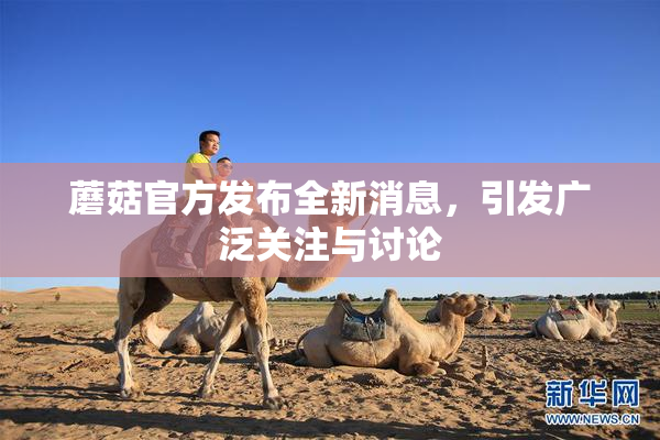 蘑菇官方发布全新消息，引发广泛关注与讨论