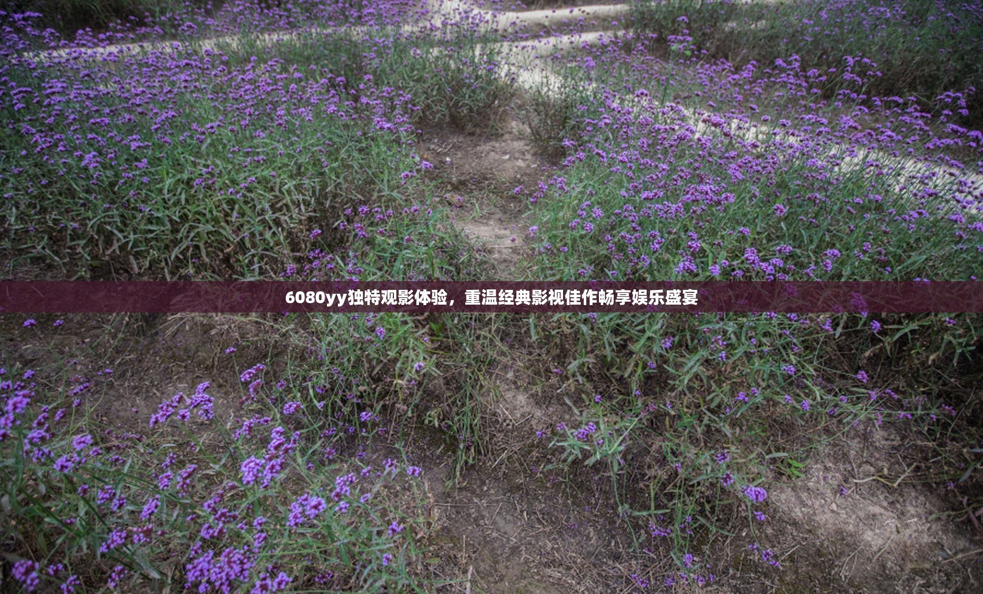6080yy独特观影体验，重温经典影视佳作畅享娱乐盛宴