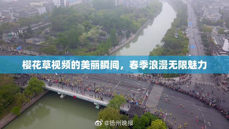 樱花草视频的美丽瞬间，春季浪漫无限魅力