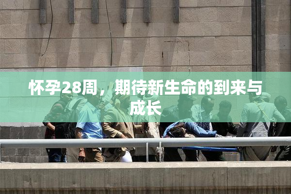怀孕28周，期待新生命的到来与成长