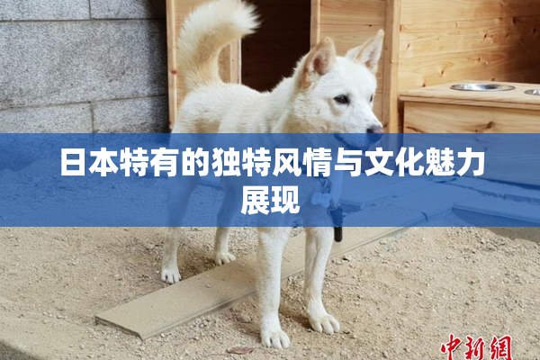日本特有的独特风情与文化魅力展现