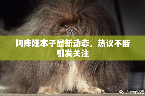 阿库娅本子最新动态，热议不断引发关注