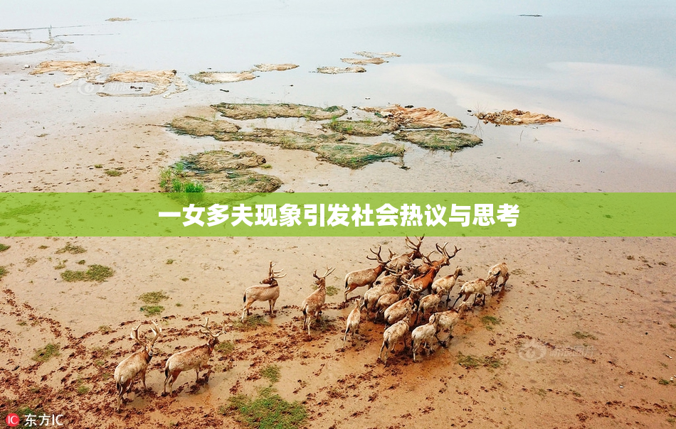 一女多夫现象引发社会热议与思考