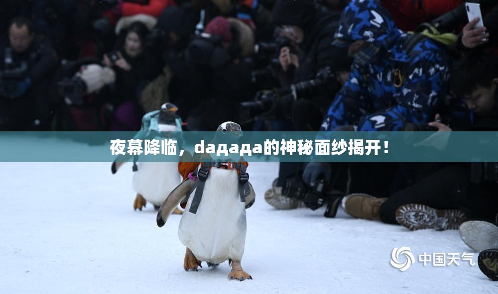 夜幕降临，daдадa的神秘面纱揭开！