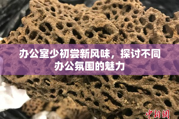 办公室少初尝新风味，探讨不同办公氛围的魅力