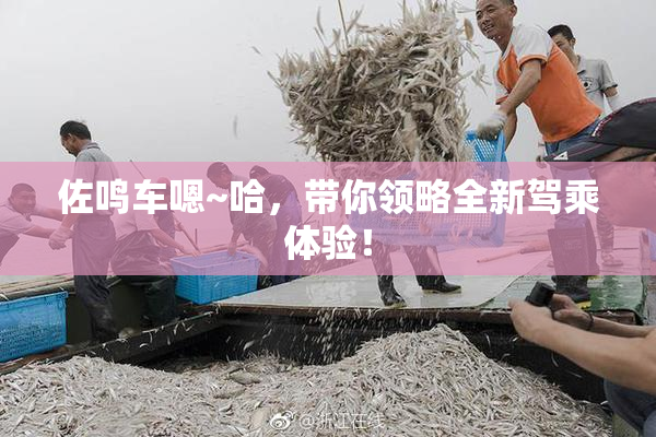 佐鸣车嗯~哈，带你领略全新驾乘体验！