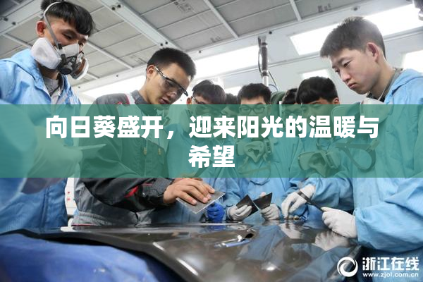 向日葵盛开，迎来阳光的温暖与希望