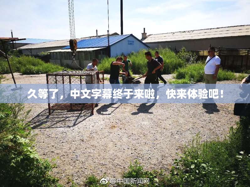 久等了，中文字幕终于来啦，快来体验吧！