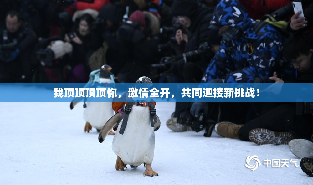 我顶顶顶顶你，激情全开，共同迎接新挑战！