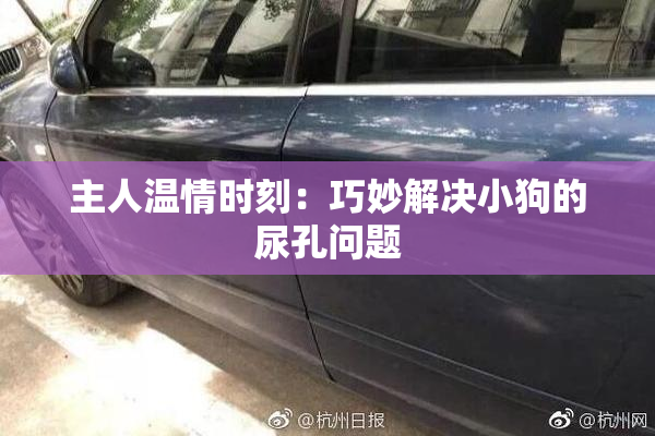 主人温情时刻：巧妙解决小狗的尿孔问题