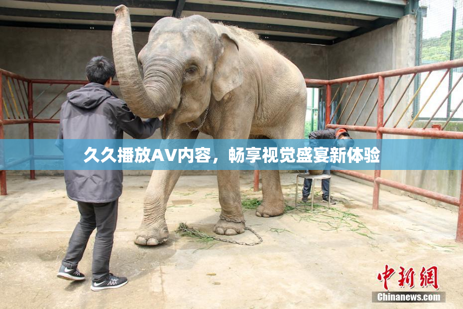 久久播放AV内容，畅享视觉盛宴新体验