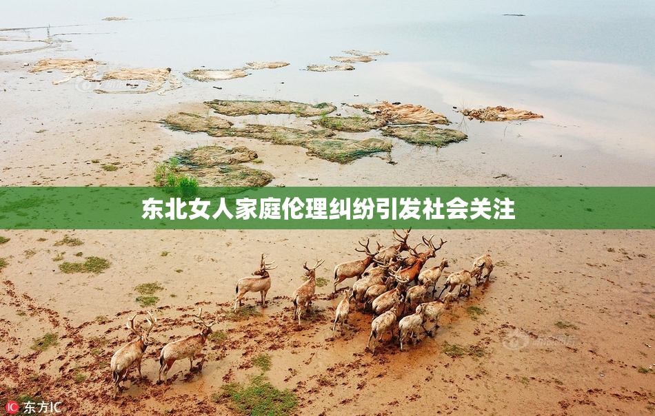 东北女人家庭伦理纠纷引发社会关注