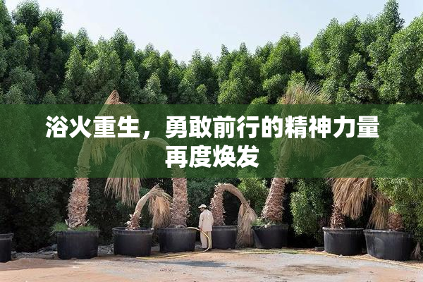浴火重生，勇敢前行的精神力量再度焕发