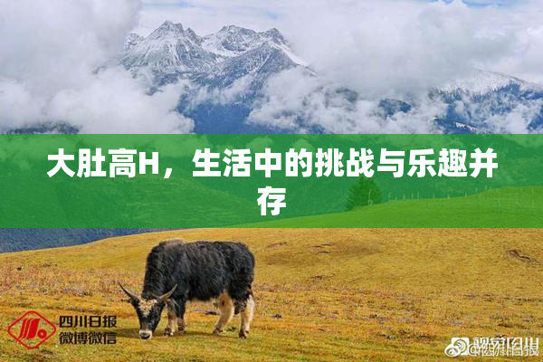大肚高H，生活中的挑战与乐趣并存