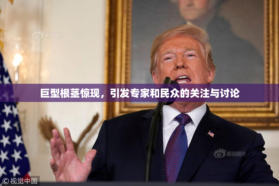 巨型根茎惊现，引发专家和民众的关注与讨论