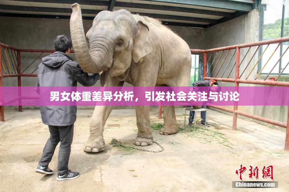 男女体重差异分析，引发社会关注与讨论