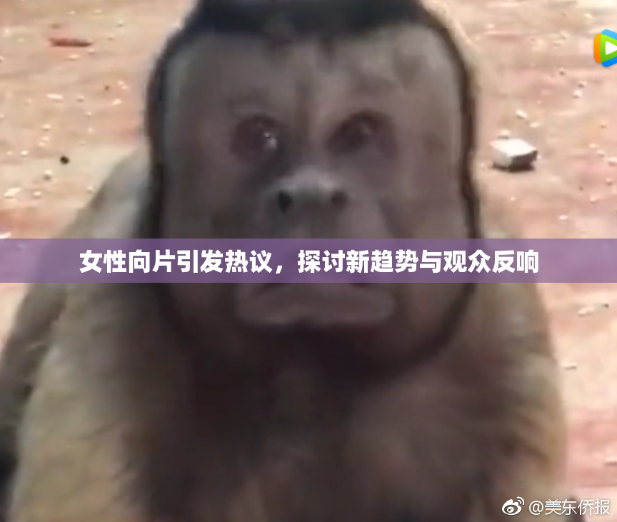 女性向片引发热议，探讨新趋势与观众反响