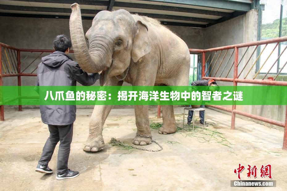八爪鱼的秘密：揭开海洋生物中的智者之谜
