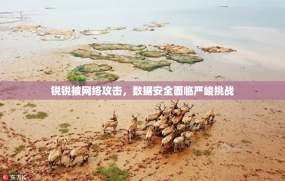 锐锐被网络攻击，数据安全面临严峻挑战