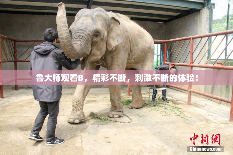 鲁大师观看B，精彩不断，刺激不断的体验！