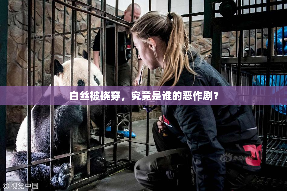 白丝被挠穿，究竟是谁的恶作剧？
