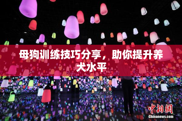 母狗训练技巧分享，助你提升养犬水平